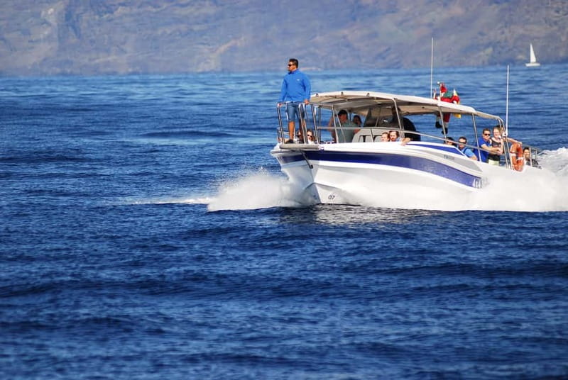 Los Gigantes: Whale or Dolphin Watching Tour and Swim in Masca - Los Gigantes is the kind of place where wildlife feels close