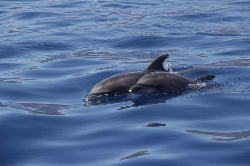 Los Gigantes: Whale or Dolphin Watching Tour and Swim in Masca - Who this Los Gigantes + Masca swim tour is best for