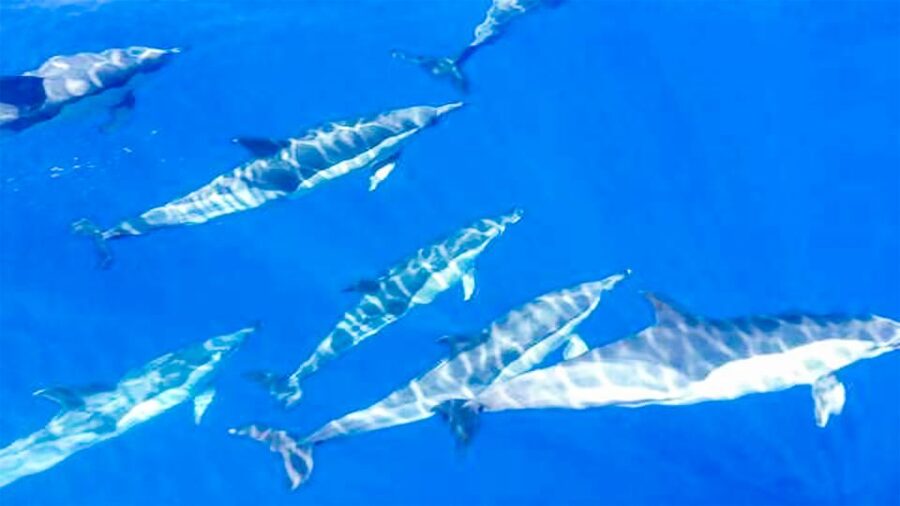 Los Gigantes: Whales and Dolphin Watching Cruise with Lunch - Key highlights before you go