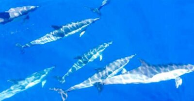 Los Gigantes: Whales and Dolphin Watching Cruise with Lunch - From MPC Yacht Charter: sailing out with Teide and La Gomera in view