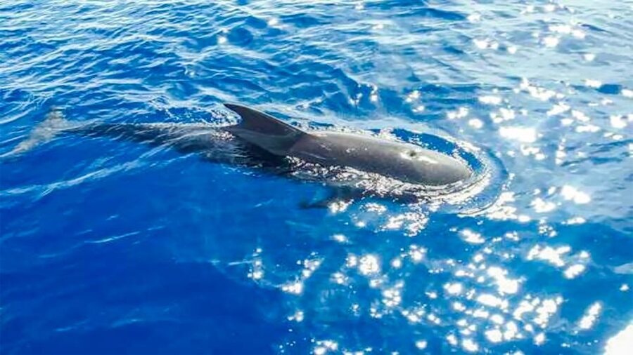 Los Gigantes: Whales and Dolphin Watching Cruise with Lunch - Lunch on board: appetizers, fruit, and cold tapas-style fuel