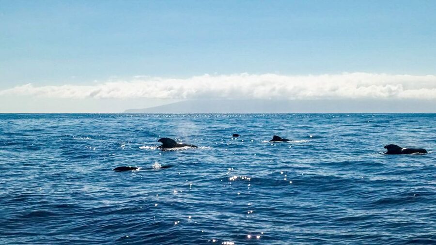 Los Gigantes: Whales and Dolphin Watching Cruise with Lunch - Price and what $74 buys you for 3 hours