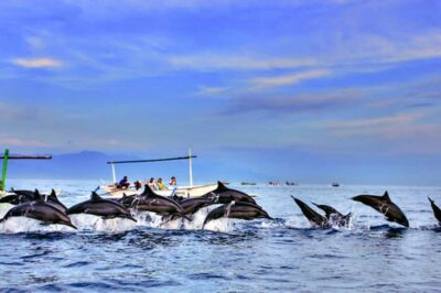 lovina bali: Dolphin watching, waterfall and local lunch - Boat Ride Reality: Safety, Timing, and What You Can Control