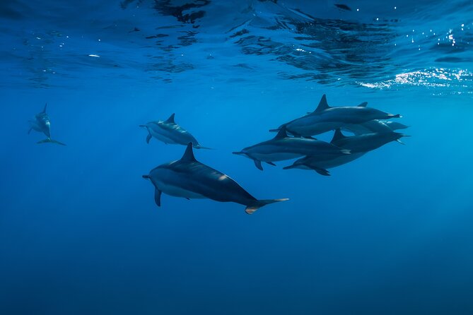 Lovina Dolphin Watching, Swimming, and Snorkeling Experience - North Bali Sunrise: Why This Trip Starts So Early