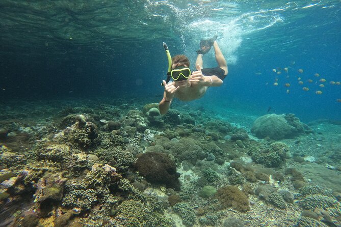 Lovina Dolphin Watching, Swimming, and Snorkeling Experience - Danau Beratan / Lake Bratan Stop: Optional Culture and Scenic Break