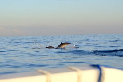 Lovina Sunrise Dolphin with option snorkeling and waterfall - Lovina sunrise dolphins: timing matters more than luck