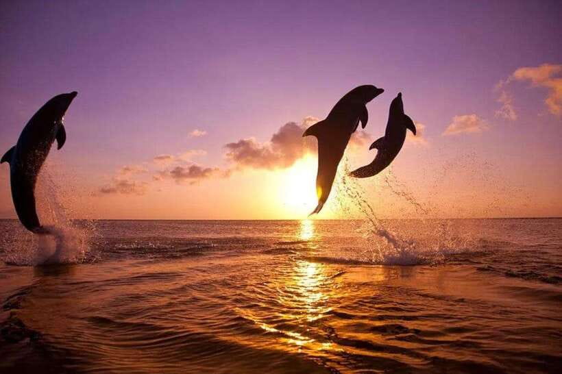 Lovina: Watching Dolphin, Swimming Dolphin Bali Tour - Key things I’d pay attention to
