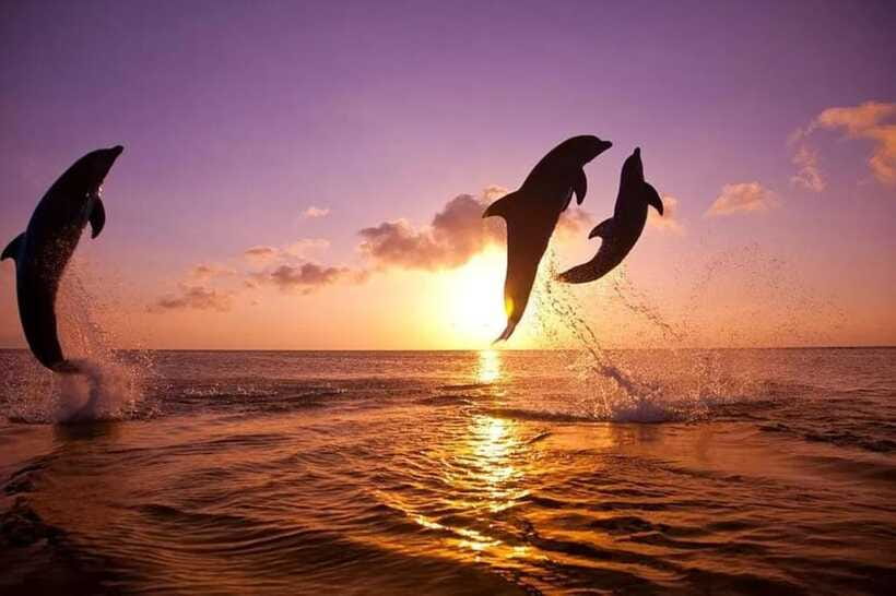 Lovina: Watching Dolphin, Swimming Dolphin Bali Tour - Peaceful Lovina vibes: what the tour does well