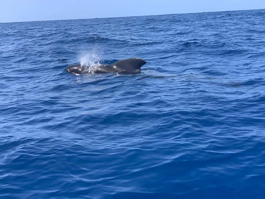 Luxury EcoMarine Safari – Whale & Dolphin Watching Adventure - Key reasons this tour is worth your time
