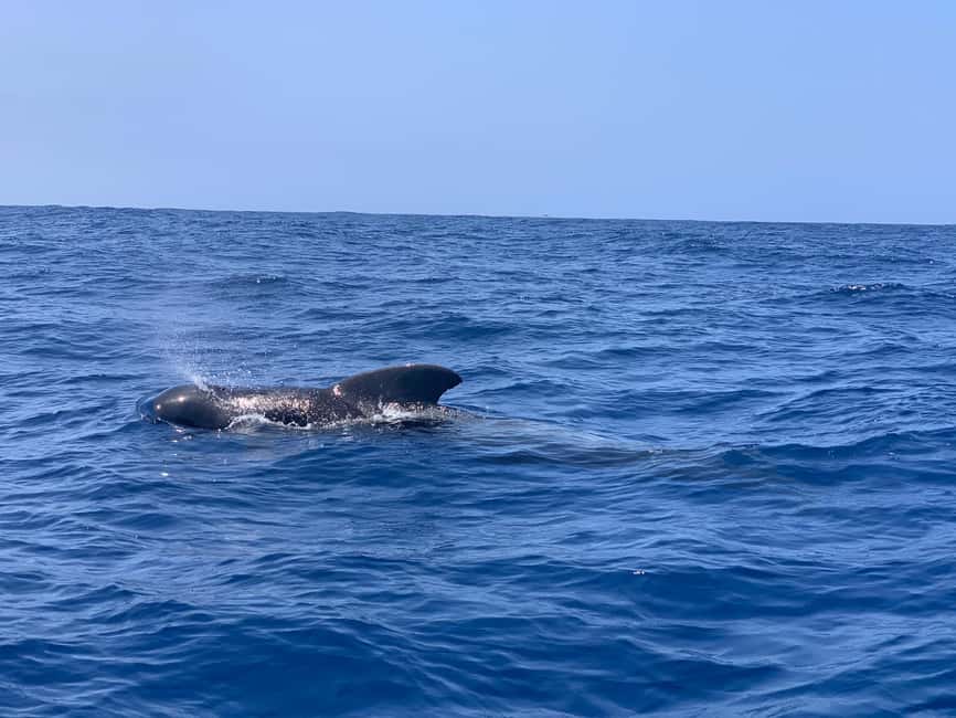 Luxury EcoMarine Safari – Whale & Dolphin Watching Adventure - Why a luxury zodiac makes whale watching feel personal off Las Galletas