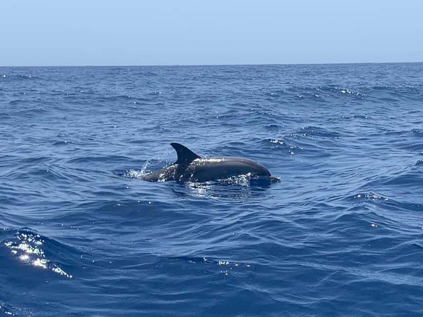 Luxury EcoMarine Safari – Whale & Dolphin Watching Adventure - The 1-hour cetacean hunt off Arona, Tenerife: what you’re really there for