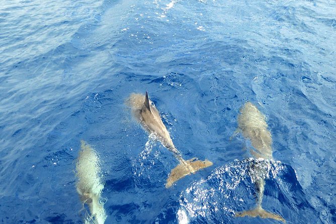 Luxury Opera 60 Whale & Dolphin Watching Experience - Price and value: is $96.79 a good deal here?