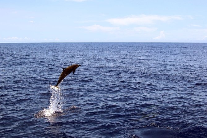Luxury Snorkel Cruise, Local Buffet with Whale & Dolphin Watch - Hotel Pickup From Waikiki: How the Day Stays Low-Stress