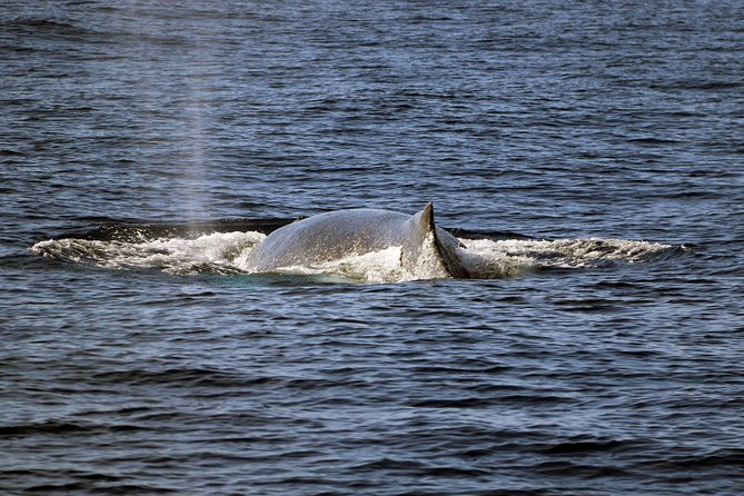 Luxury Snorkel Cruise, Local Buffet with Whale & Dolphin Watch - Price and Logistics: Does $174 Feel Like Good Value?