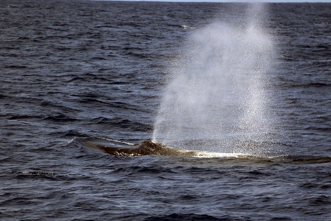 Luxury Snorkel Cruise, Local Buffet with Whale & Dolphin Watch - Weather Reality, Cancellation, and How to Get the Best Day