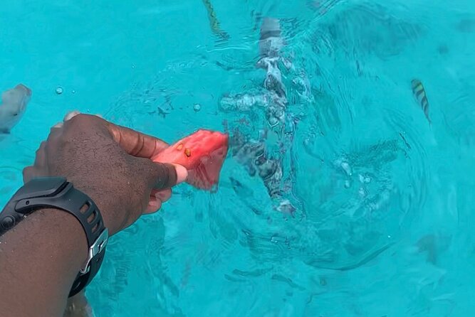 Luxury Swimming with DOLPHINS IN MNEMBA and LUNCH - Lunch on the Beach: What’s Included, and What to Double-Check