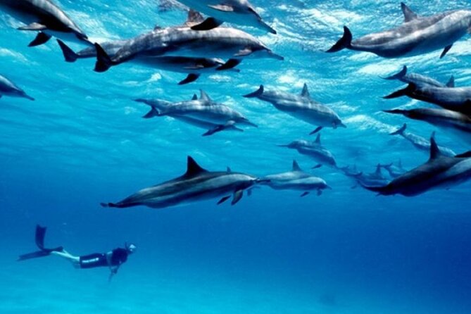 Luxury Tour to DOLPHINS, KUZA CAVE and THE ROCK RESTAURANT - Value for $165: what you’re paying for and what you’re not