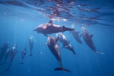 Lydia Boat Mauritius :Private boat tour:Whales&Dolphins encounter - Snorkeling the Lagoon Aquarium Spot and Crystal Rock Area