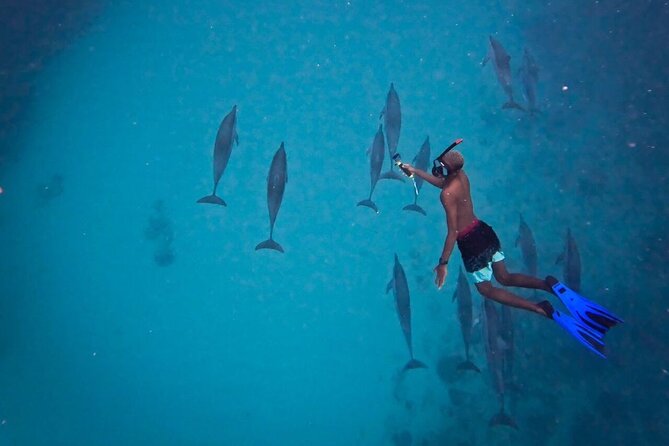 Lydia Boat Mauritius :Private boat tour:Whales&Dolphins encounter - Price and Value: Is $225.93 Worth It?