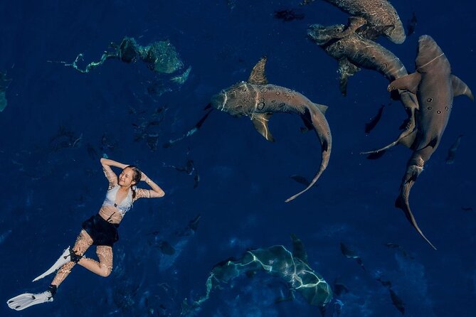 Maafushi: Ship wreck & Nurse shark snorkeling with Dolphin watching - Dolphin watching: how to turn a boat ride into real wildlife time