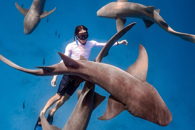 Maafushi: Ship wreck & Nurse shark snorkeling with Dolphin watching - Price and value: what $100 is buying you in real terms