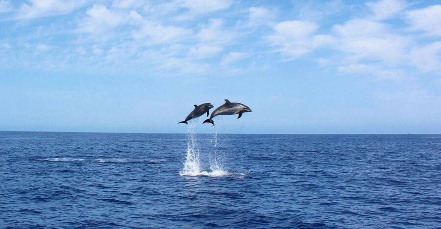 Madeira: 2.5-Hour Whale and Dolphin-Watching Cruise - Key things that make this cruise worth your time