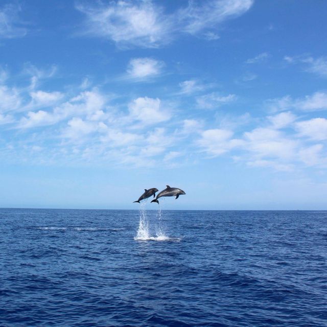 Madeira: 2.5-Hour Whale and Dolphin-Watching Cruise - Respectful wildlife watching with a spotter on land