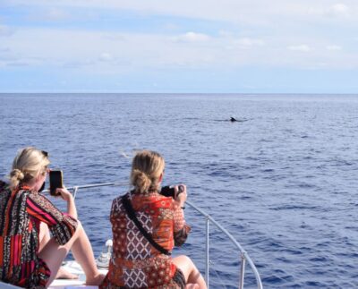 Madeira: 2.5-Hour Whale and Dolphin-Watching Cruise - A comfortable 2.5-hour yacht: built for relaxing, not wrestling