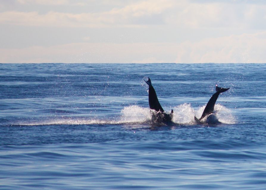 Madeira: 2.5-Hour Whale and Dolphin-Watching Cruise - What happens between sightings: coastline, villages, and photo moments