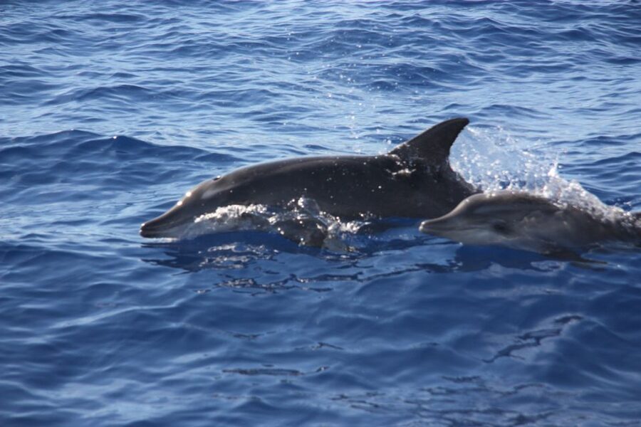 Madeira: 2.5-Hour Whale and Dolphin-Watching Cruise - Crew service that feels personal, not assembly-line