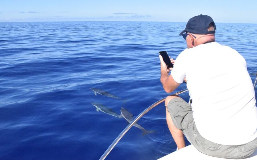Madeira: 2.5-Hour Whale and Dolphin-Watching Cruise - Price and value: what $81 really buys you