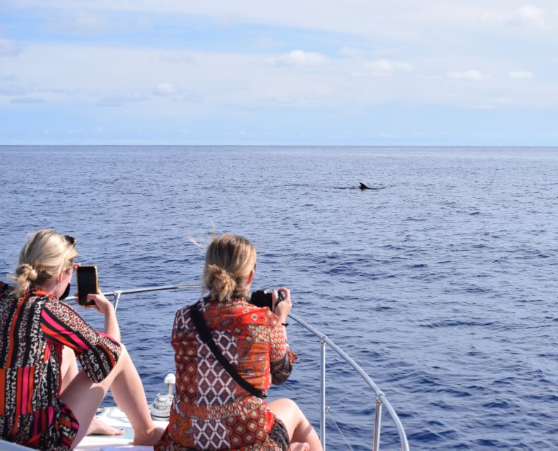 Madeira: 2.5-Hour Whale and Dolphin-Watching Cruise - A comfortable 2.5-hour yacht: built for relaxing, not wrestling