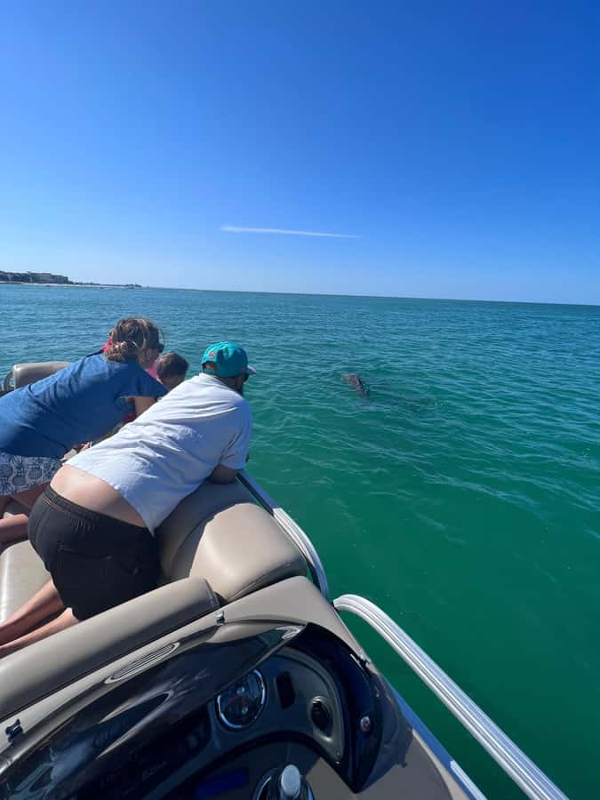 Madeira Beach: 1.5 Hour Dolphin Excursion - Dolphin Excursions: What You’re Really Paying For