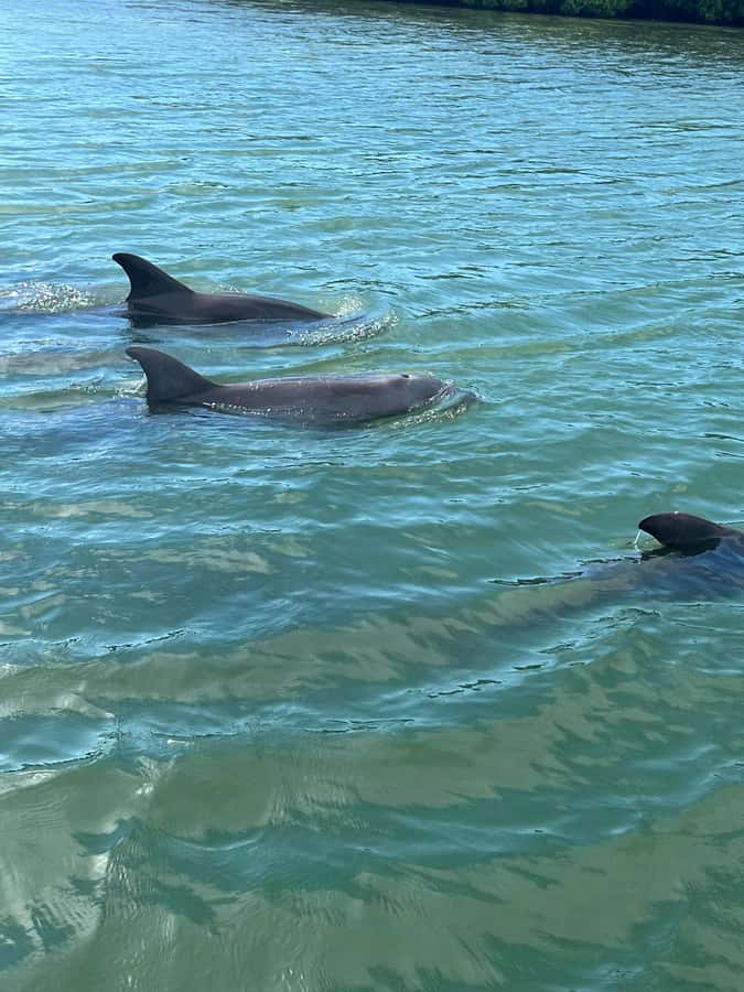 Madeira Beach: 1.5 Hour Dolphin Excursion - Shade, Snacks, and Small Comfort Choices That Matter