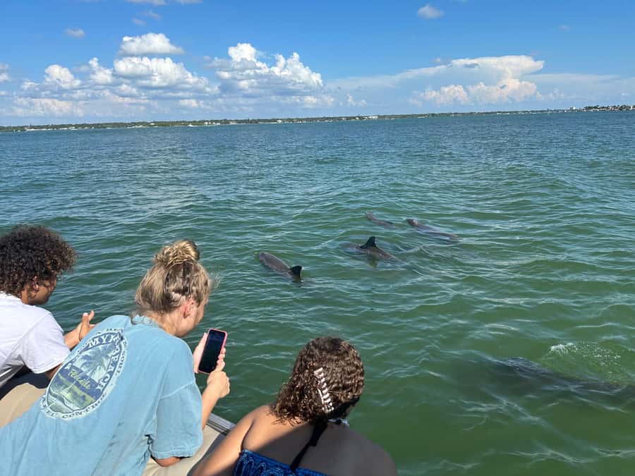 Madeira Beach: 1.5 Hour Dolphin Excursion - Price and Value: $250 Per Group Up to Six