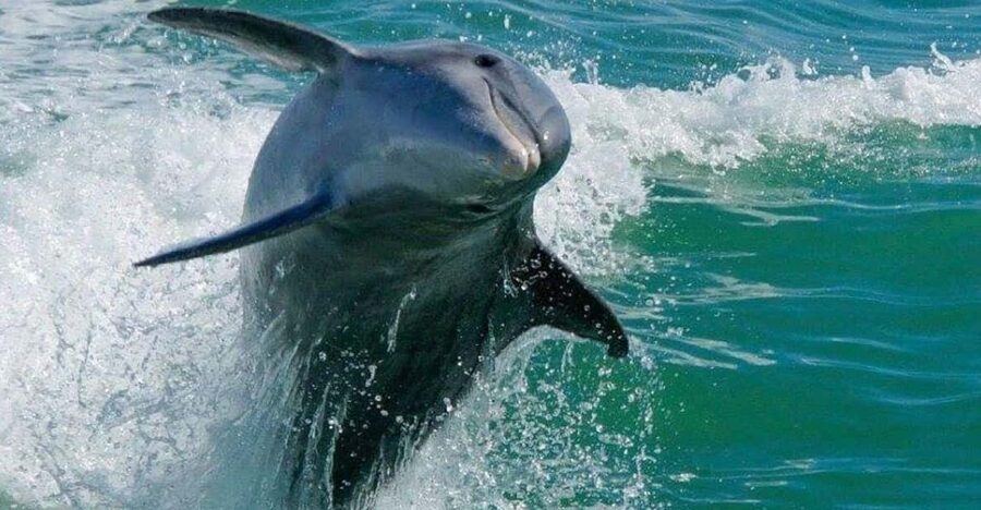 Madeira Beach: Egmont Key Snorkeling and Dolphin Cruise - Key Things I’d Prioritize on This Cruise
