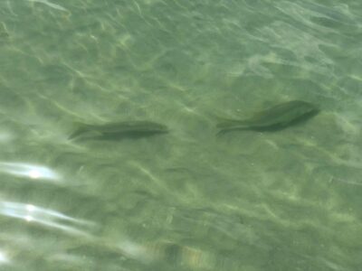 Madeira Beach: Egmont Key Snorkeling and Dolphin Cruise - Egmont Key History Narration You’ll Actually Remember