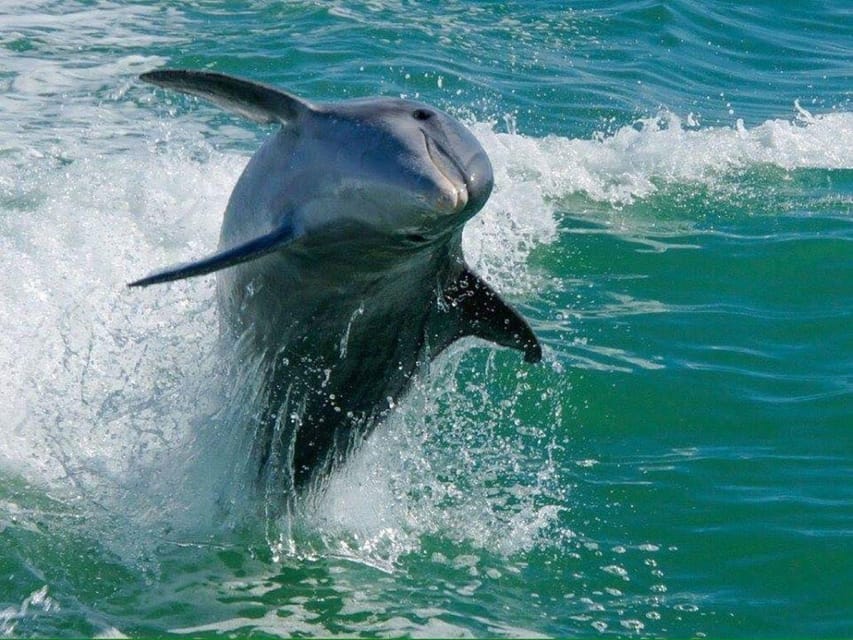 Madeira Beach: Egmont Key Snorkeling and Dolphin Cruise - FAQ