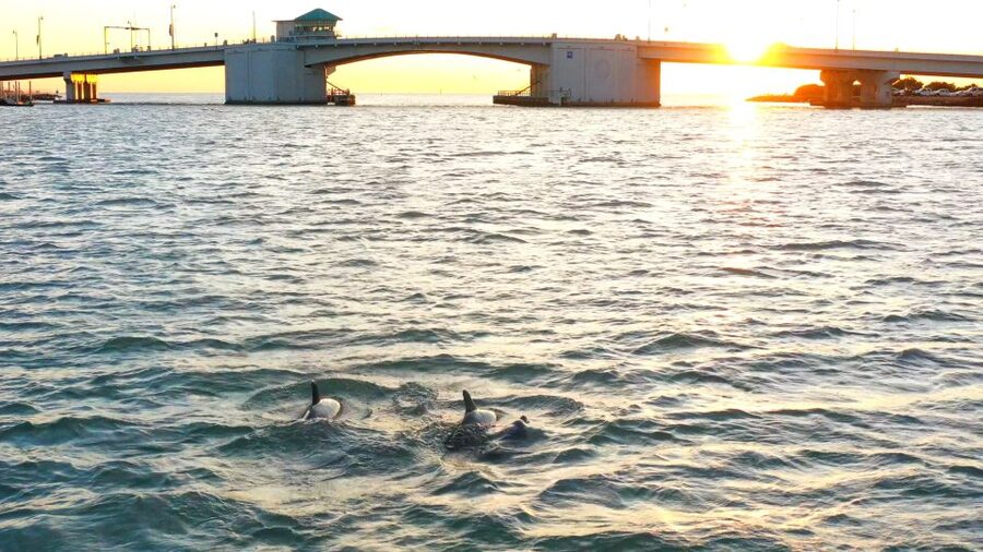 Madeira Beach: Guided Dolphin Watching Eco-Friendly Cruise - Who This Dolphin Watching Cruise Is Best For