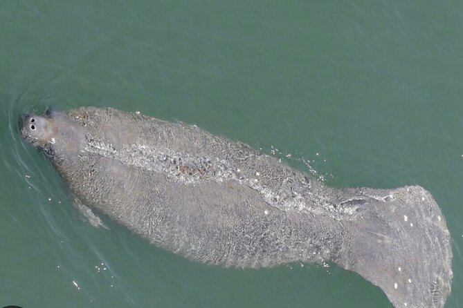 Madeira Beach - Shell Key - Dolphins - Half Day Private Boat Tour - Madeira Beach channel + John’s Pass viewpoints: where the dolphin search starts