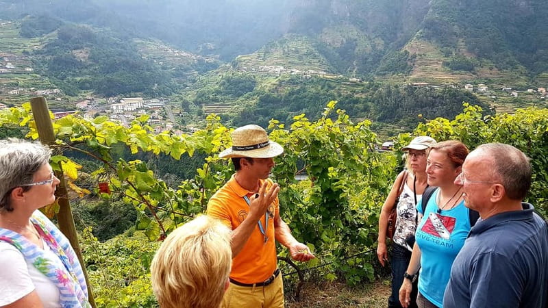 Madeira: Cabo Girão, Wines Experience and Dolphins Watching - Catamaran dolphin watching: 3 hours of sea time (and what to expect)