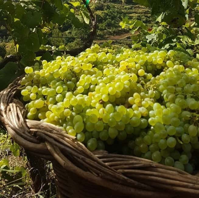 Madeira: Cabo Girão, Wines Experience and Dolphins Watching - Who this tour is best for (and who should choose something else)
