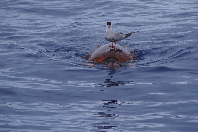 Madeira Dolphin and Whale Watching on a Ecological Catamaran - The ride and viewing comfort: what to wear and where to sit