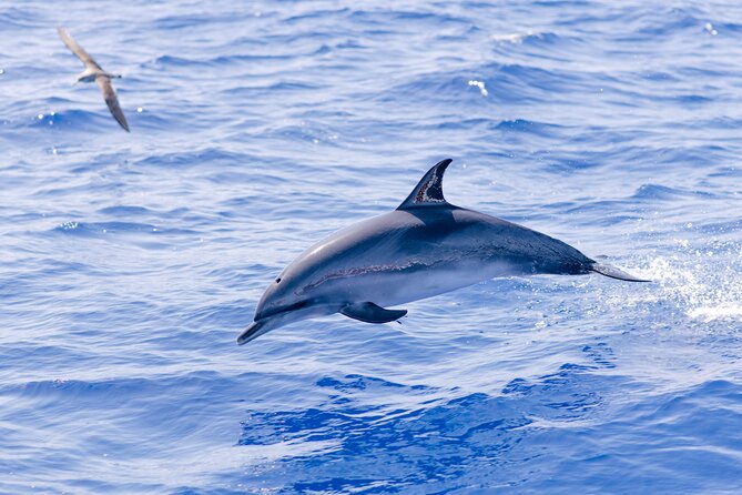 Madeira Dolphin & Whale Watching Tour - On the Water in Funchal: What the 2.5-Hour RIB Trip Feels Like