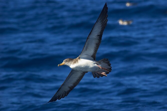 Madeira Dolphin & Whale Watching Tour - Timing and Sea Conditions: Why the Itinerary Can Shift