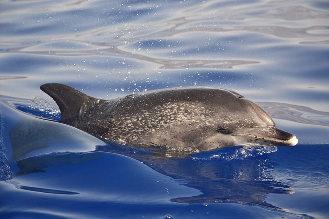 Madeira Dolphin & Whale Watching Tour - Price and Value: Does $58.05 Add Up?