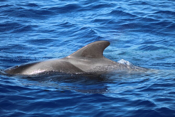Madeira Dolphin & Whale Watching Tour - Who This Tour Suits Best (and Who Might Want Another Option)