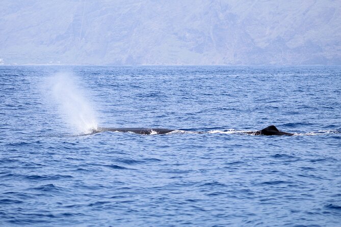 Madeira Dolphin & Whale Watching Tour - Should You Book This Madeira Dolphin and Whale Watching Tour?