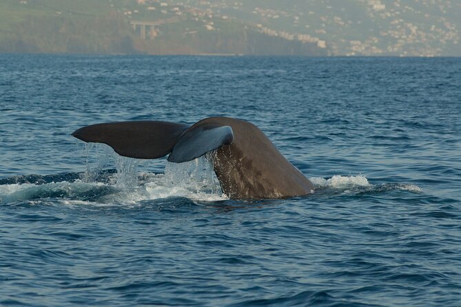 Madeira Dolphin & Whale Watching Tour - Marine Biologist Commentary: How You Actually Learn What You’re Seeing