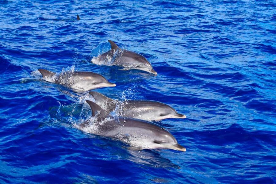 Madeira: Guaranteed Whales or Dolphins Watching Tour - Key things to know before you go